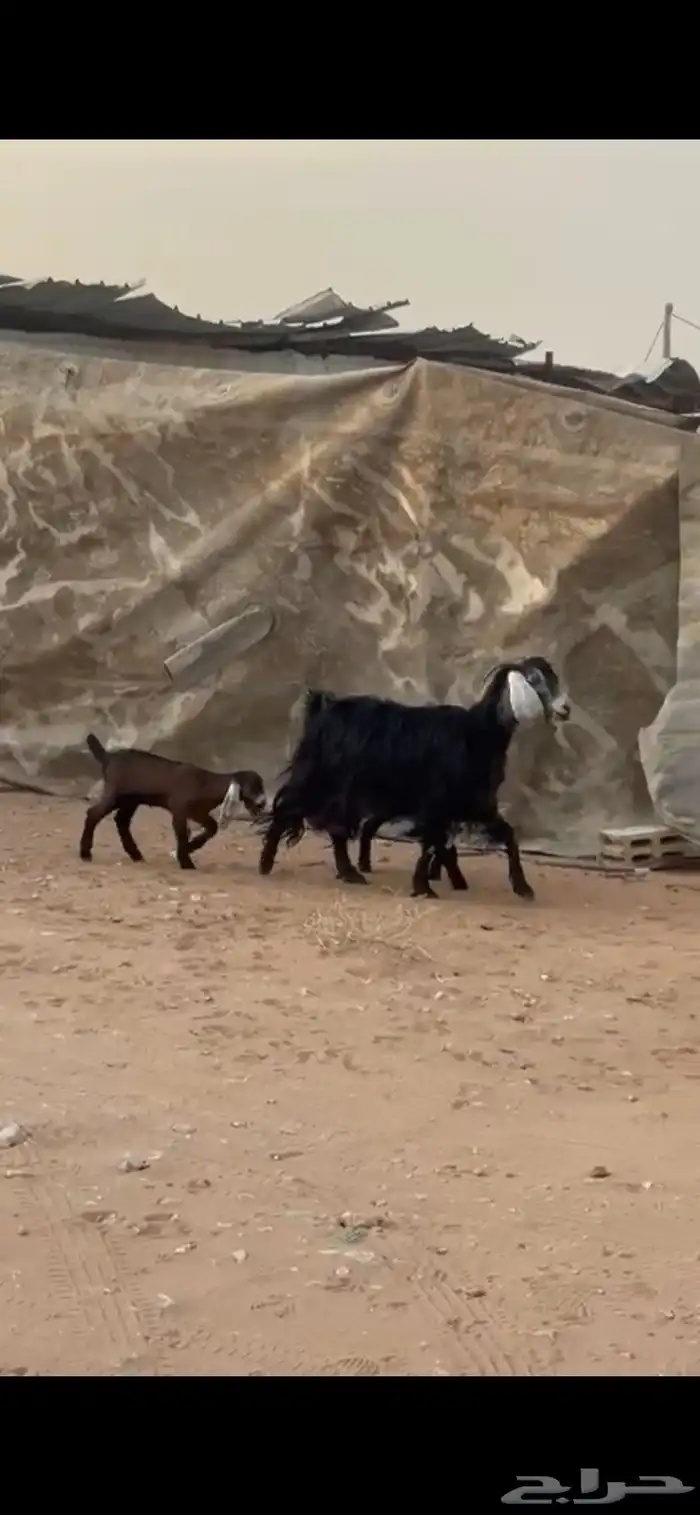 معزاء متابيع 0