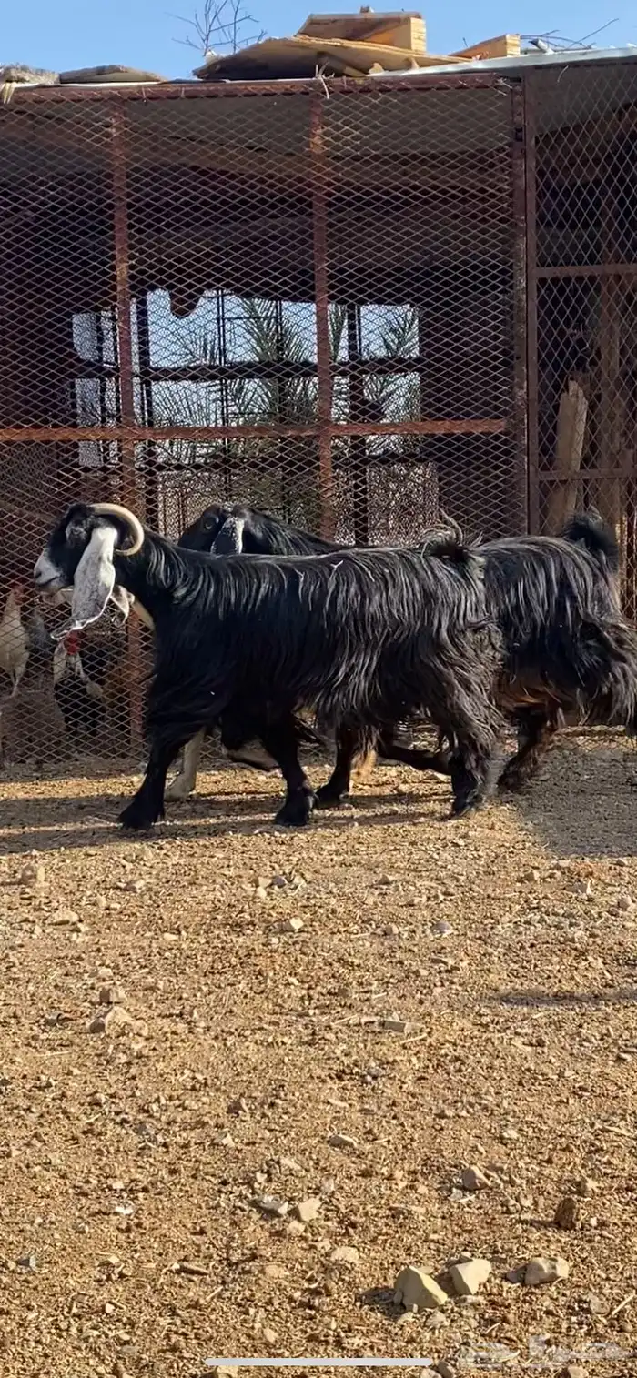 معزا مضاريع ودفيع. ( تم البيييع ) 1