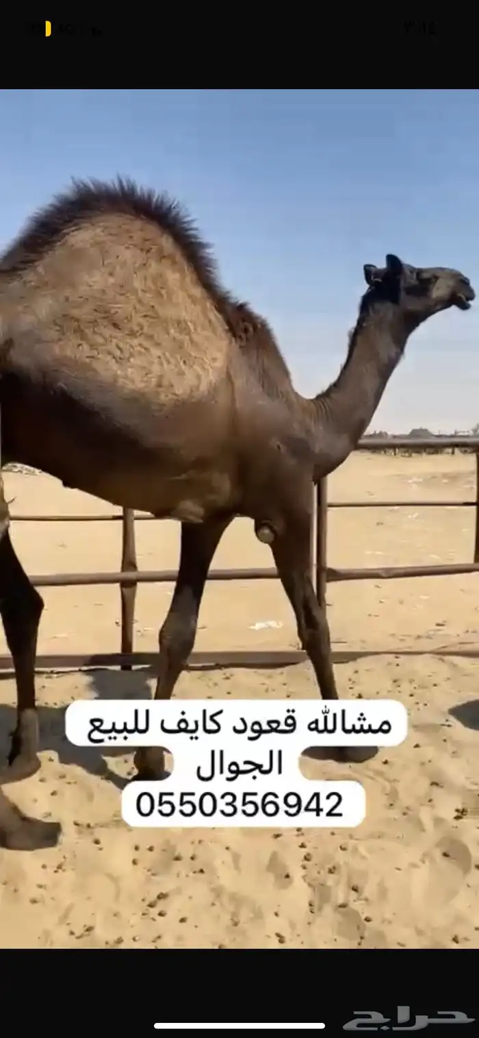 قعدان كفو 5
