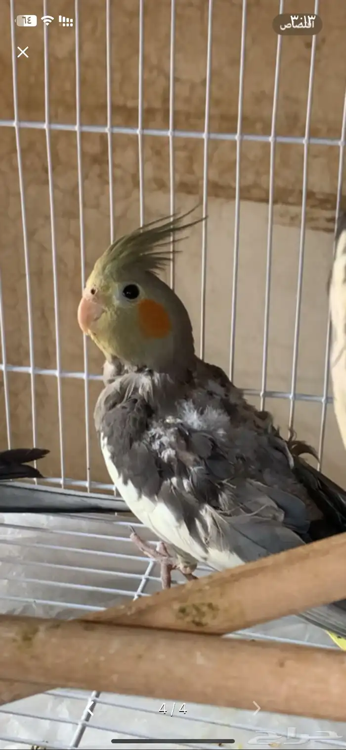 طيور كروان 3