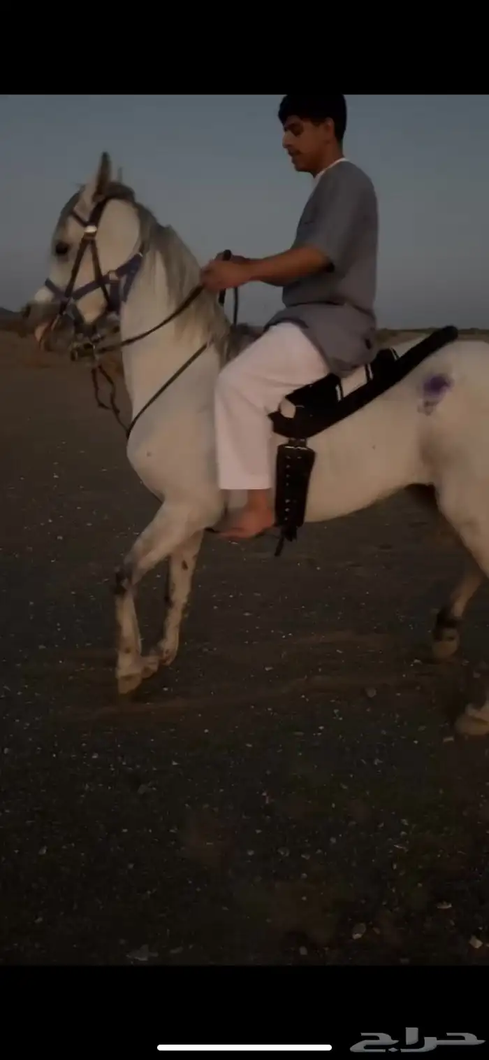 حصان لالبيع شعبي 3