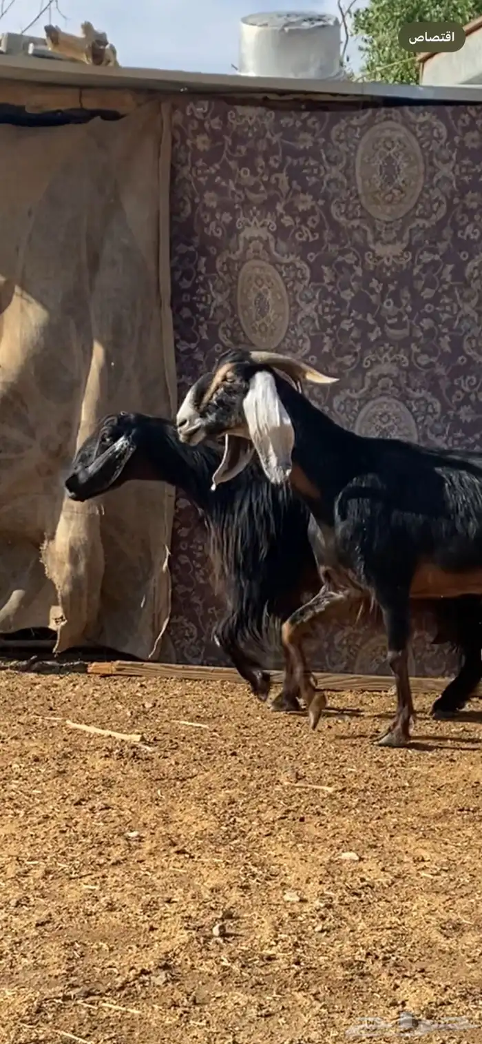 معزا مضاريع ودفيع. ( تم البيييع ) 6