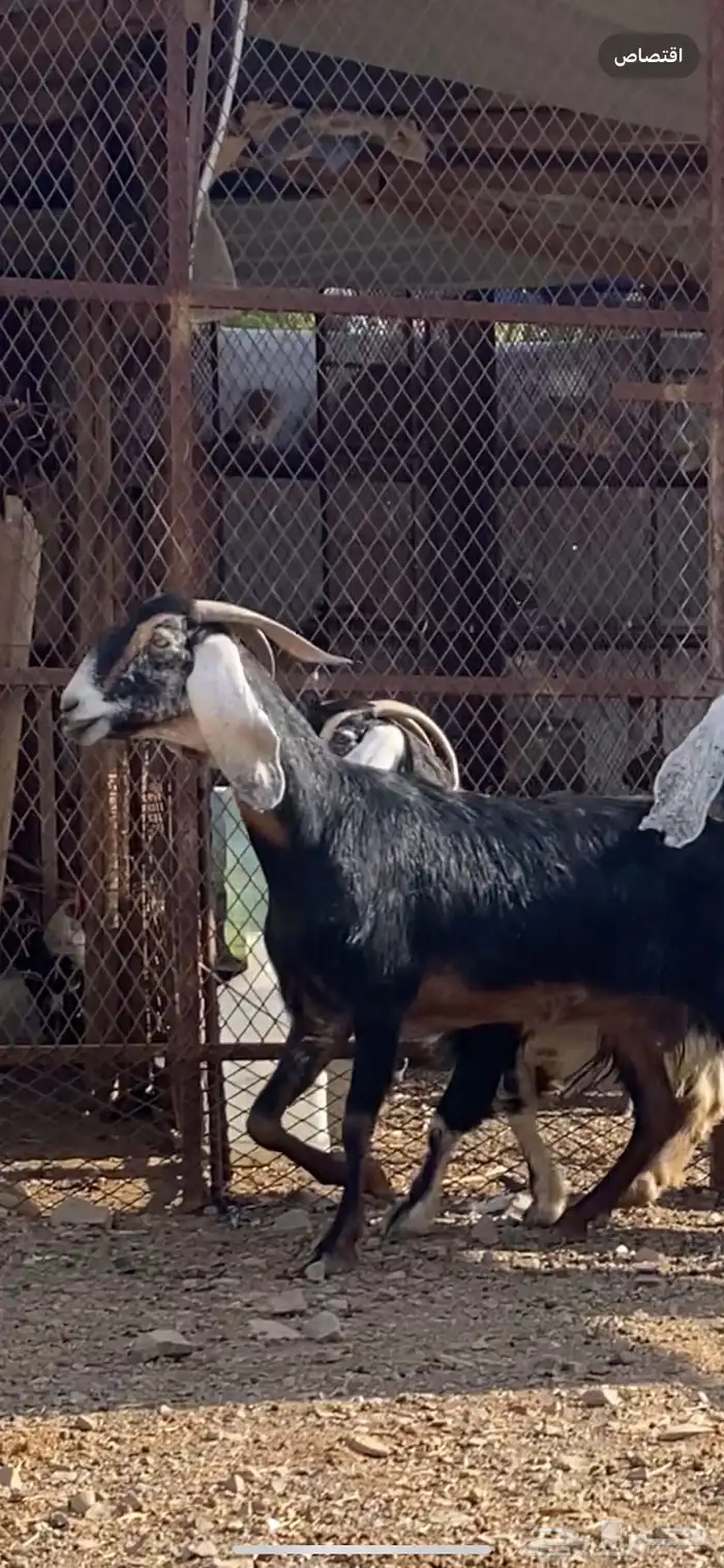 معزا مضاريع ودفيع. ( تم البيييع ) 5