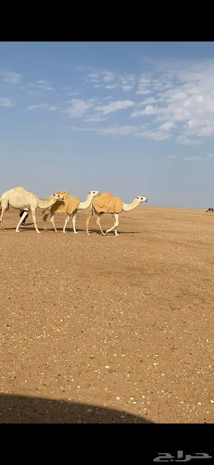 للبيع بكار وضح رمانيات 3