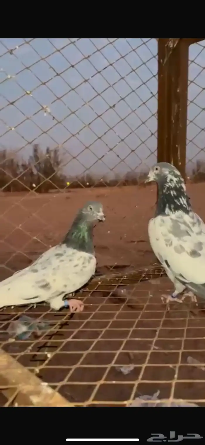 حم ام باكستاني 0