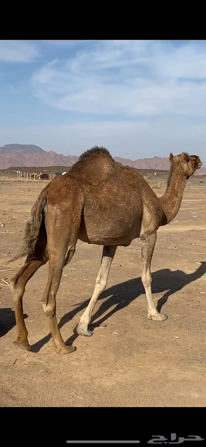 لقحه للبيع 0