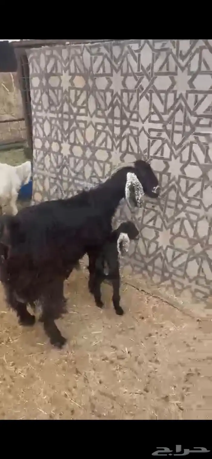 معزاء خلفات عوارض 2