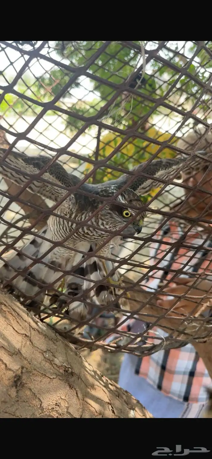 صقر للبيع 0