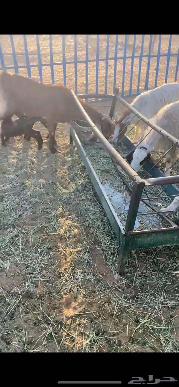 معزا متابيع 4