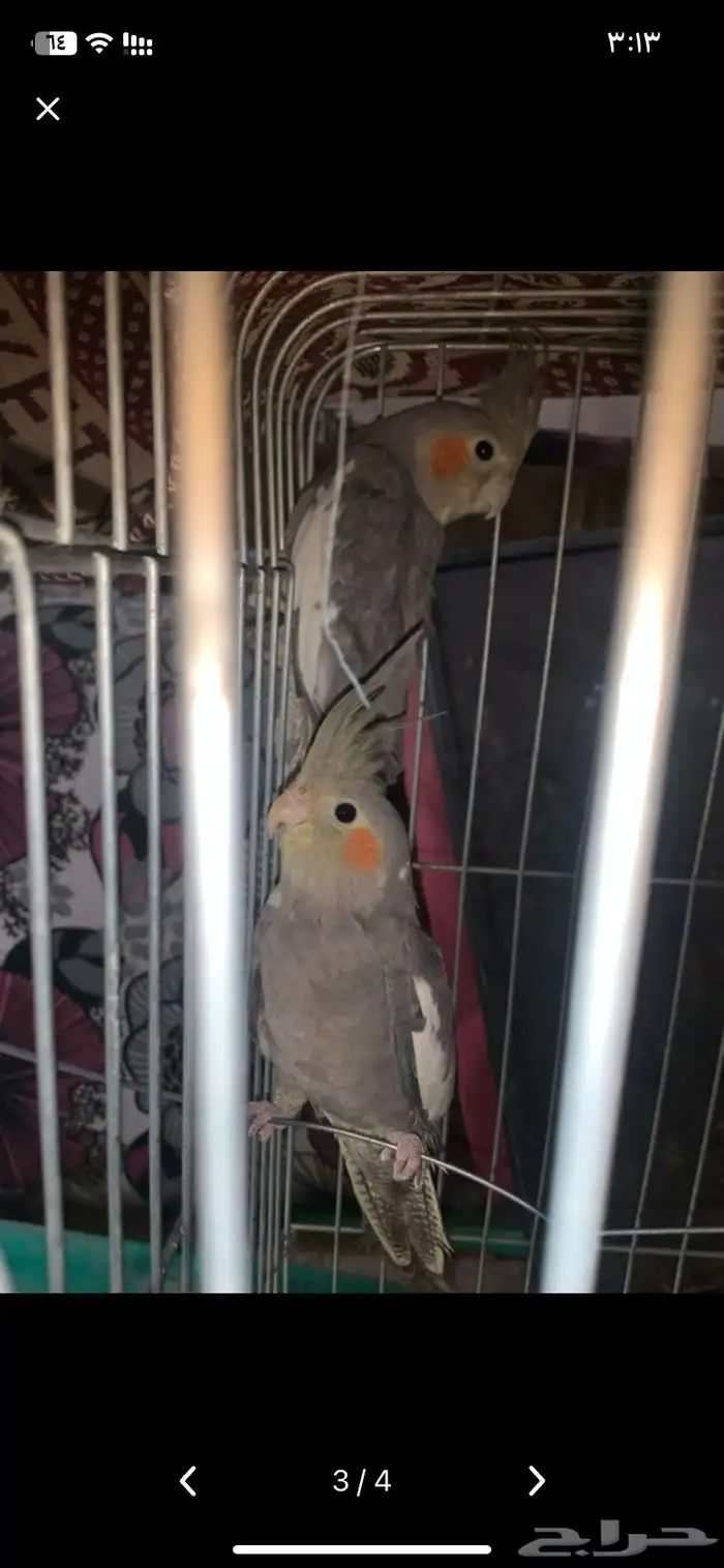 طيور كروان 2