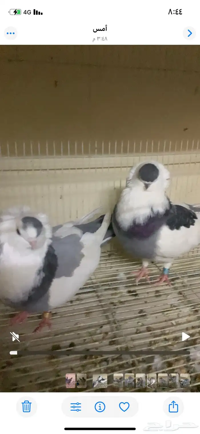 جوز عبسي ازرق 0