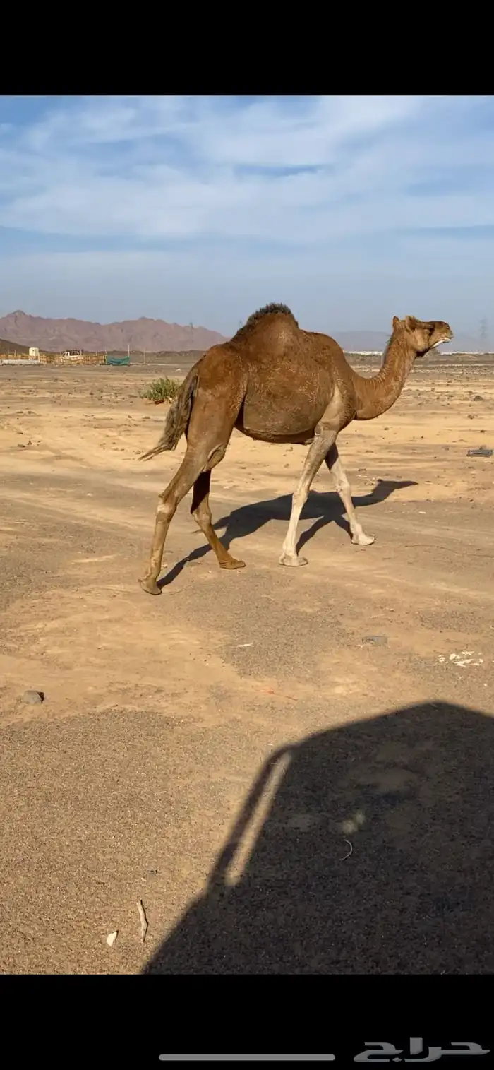 لقحه للبيع 1