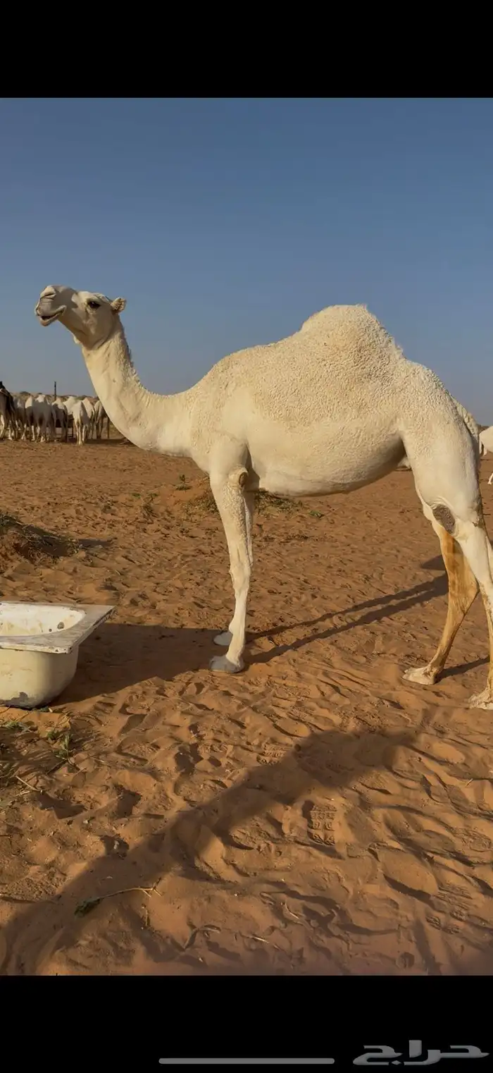 للبيع ضروبه عقابيه توها داخله ثنيه 0