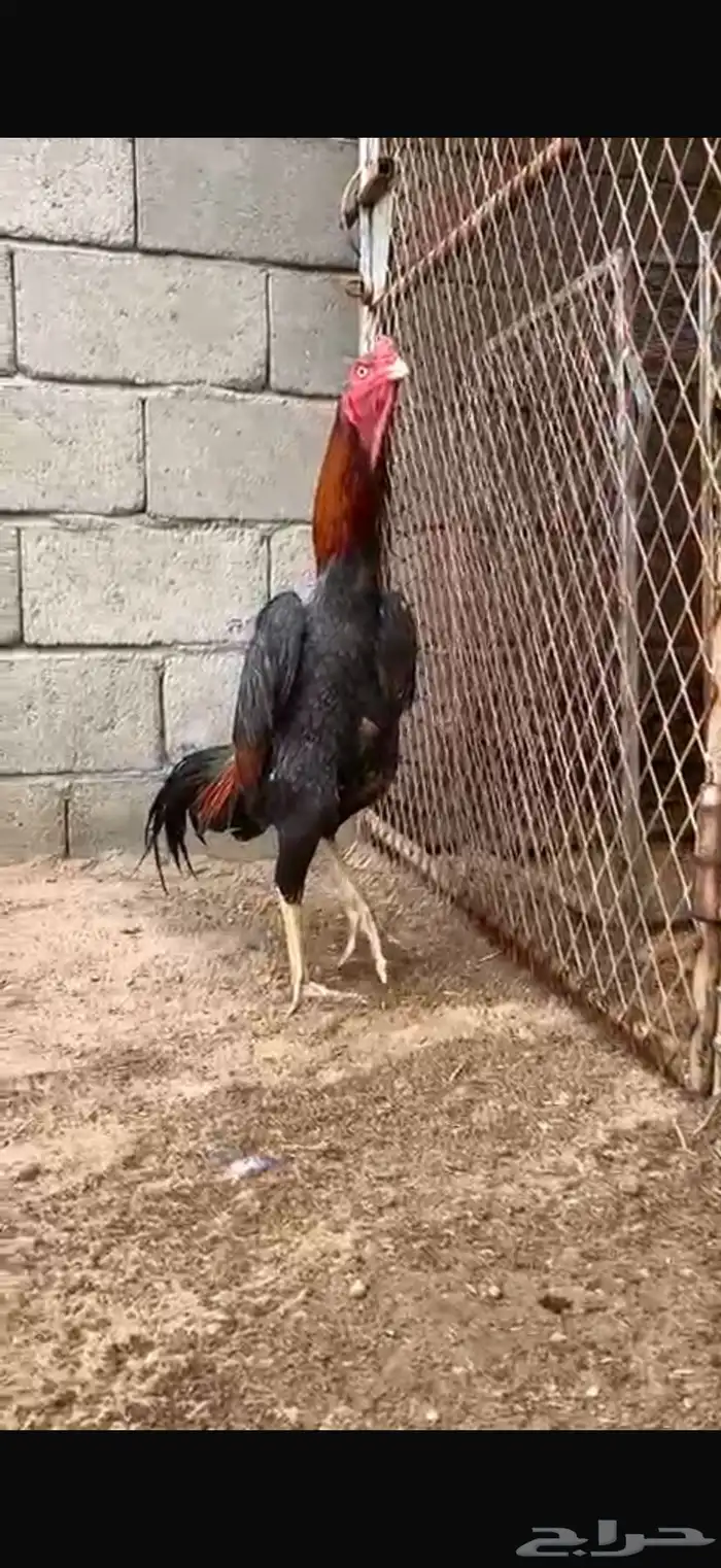 دجاج شامو ياباني 0