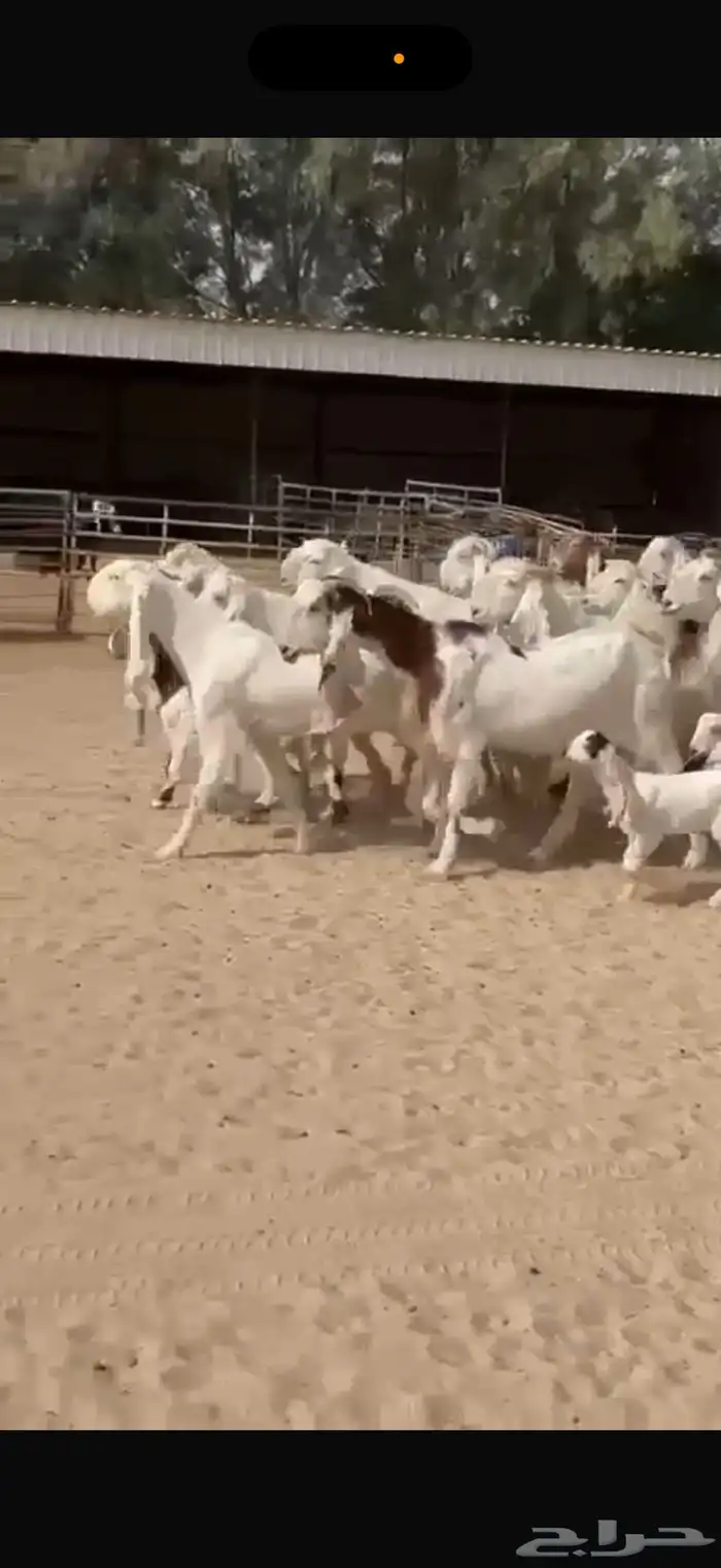 معزا هولنديات ومطورات 1