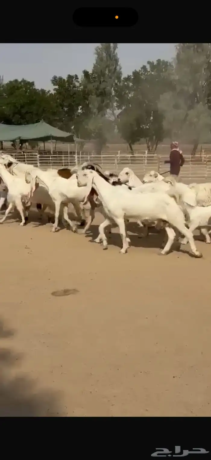 معزا هولنديات ومطورات 9