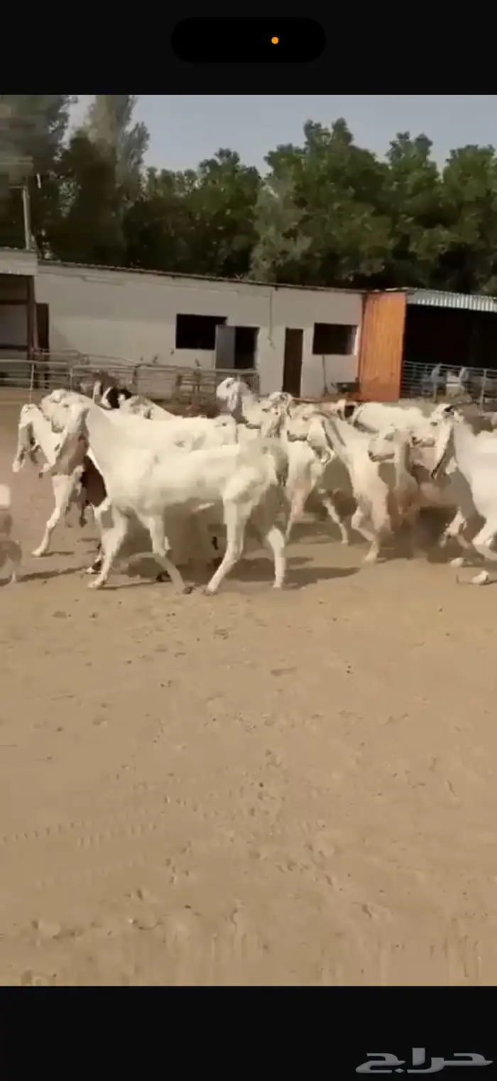 معزا هولنديات ومطورات 6