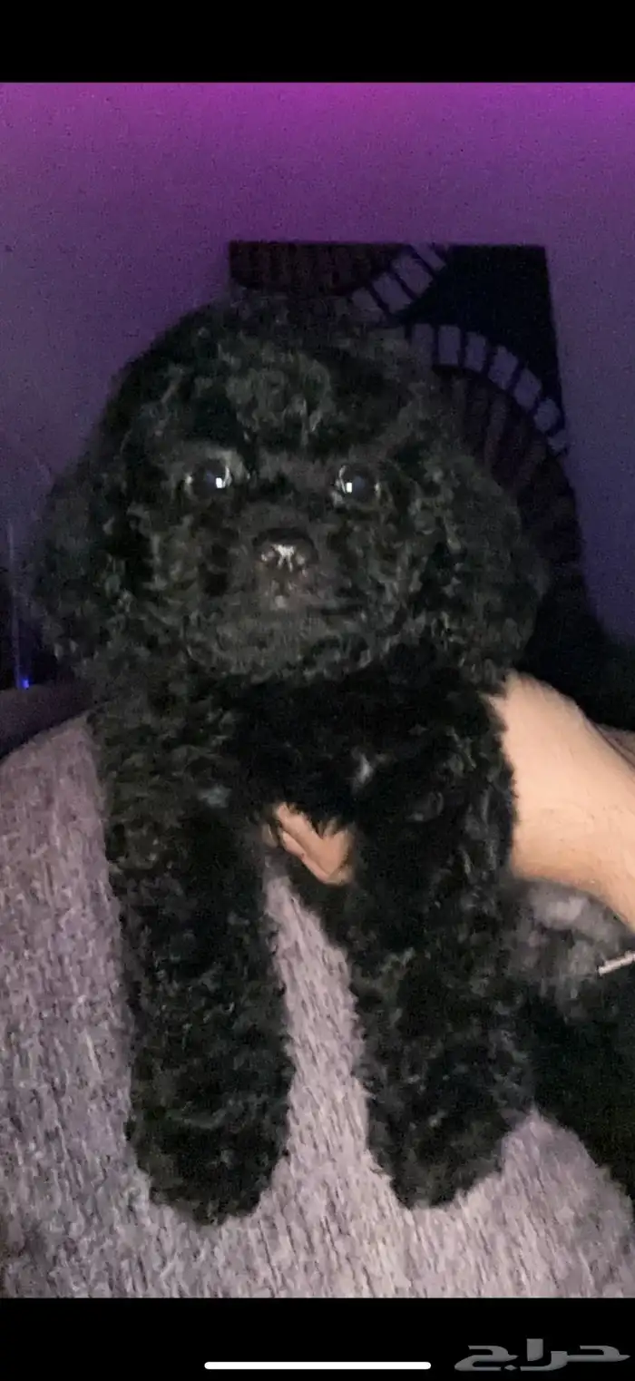 كلب بودل بيور مستويات 5