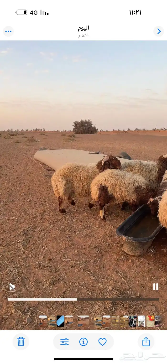 خرفان جذعان العمر 9شهور العدال فل الموقع طبرجل اللعد 25 1