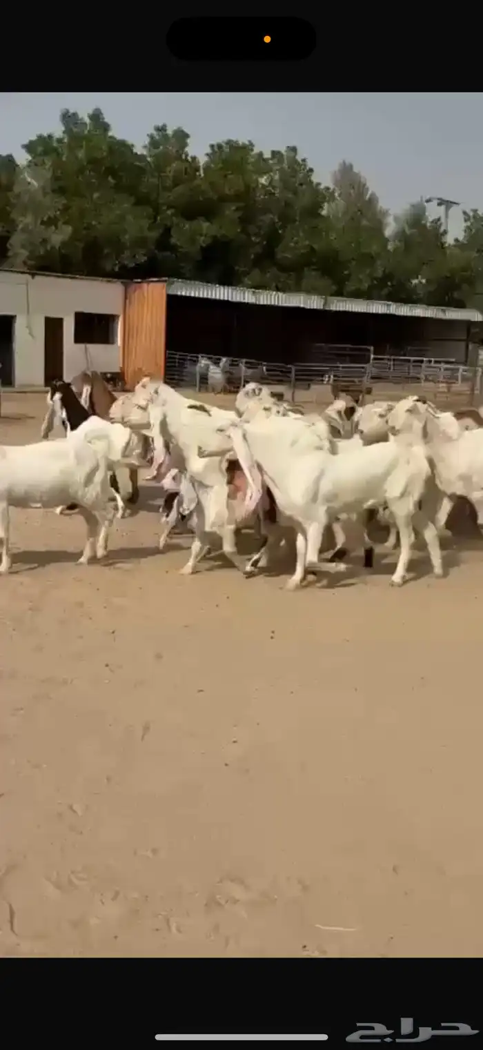 معزا هولنديات ومطورات 3