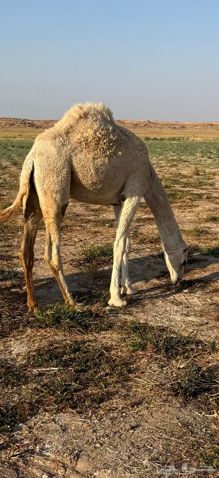 بكره مفروده 1