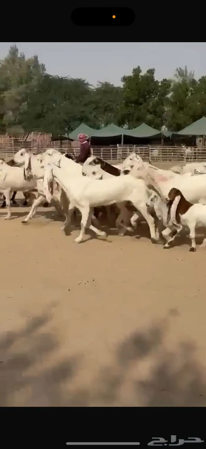 معزا هولنديات ومطورات 8