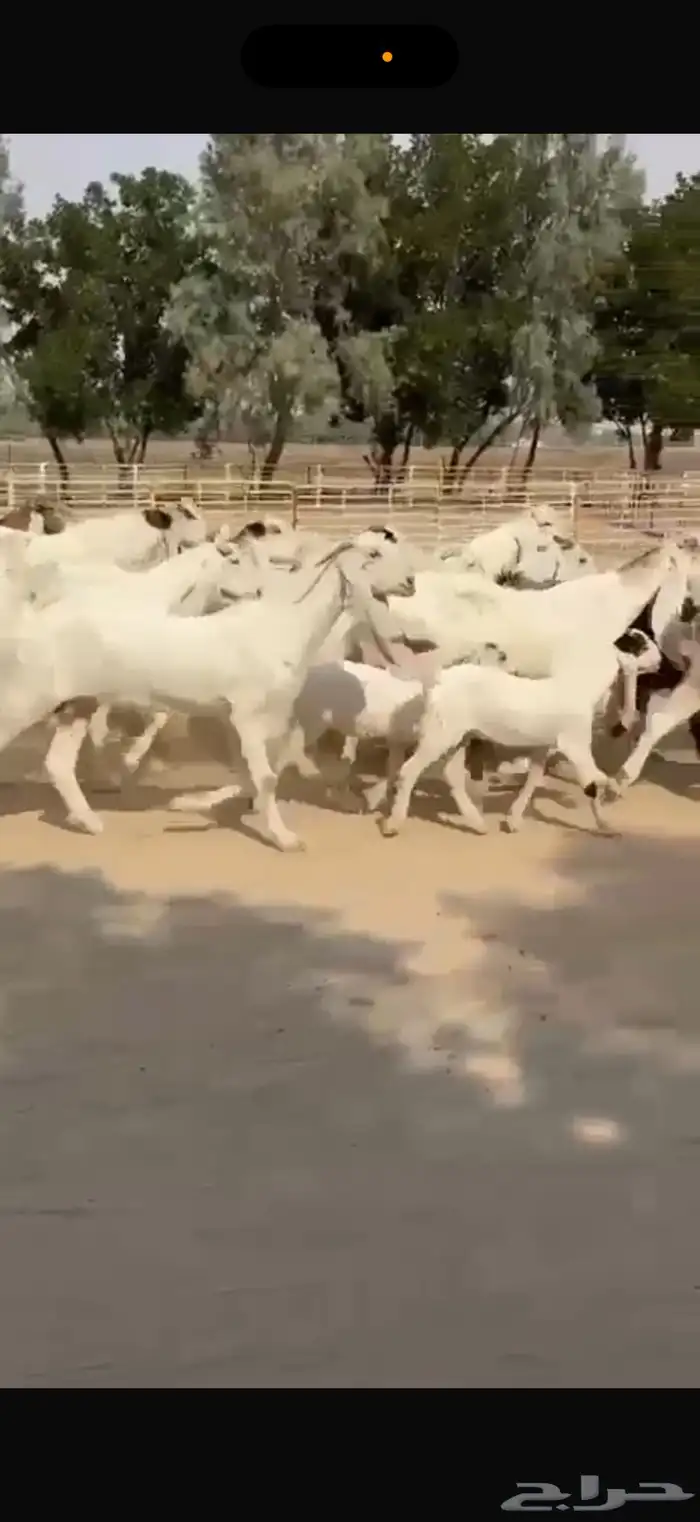 معزا هولنديات ومطورات 10