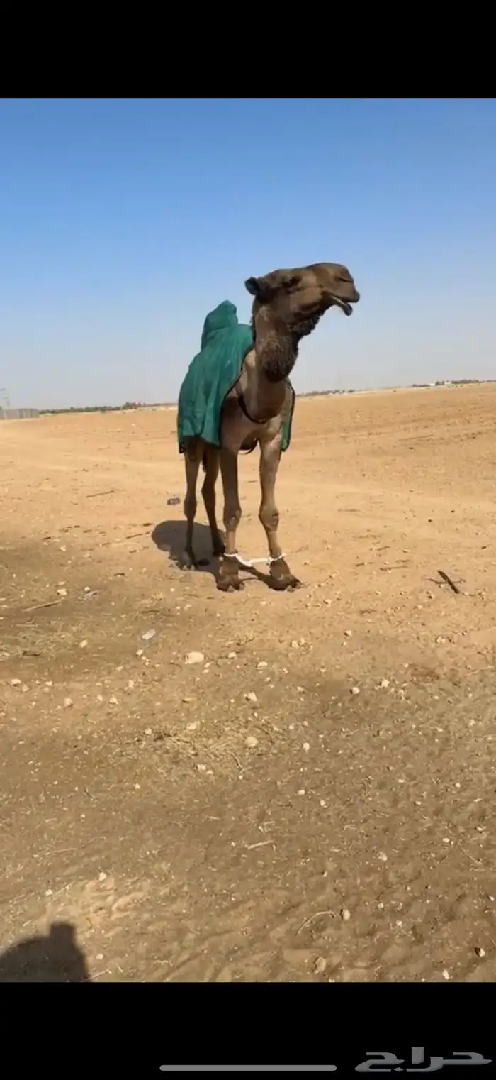 للبيع بعير اصفر 1