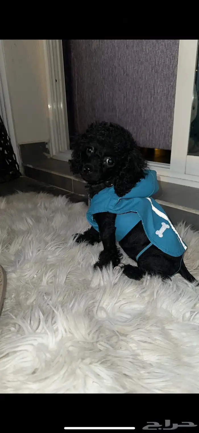 كلب بودل بيور مستويات 6