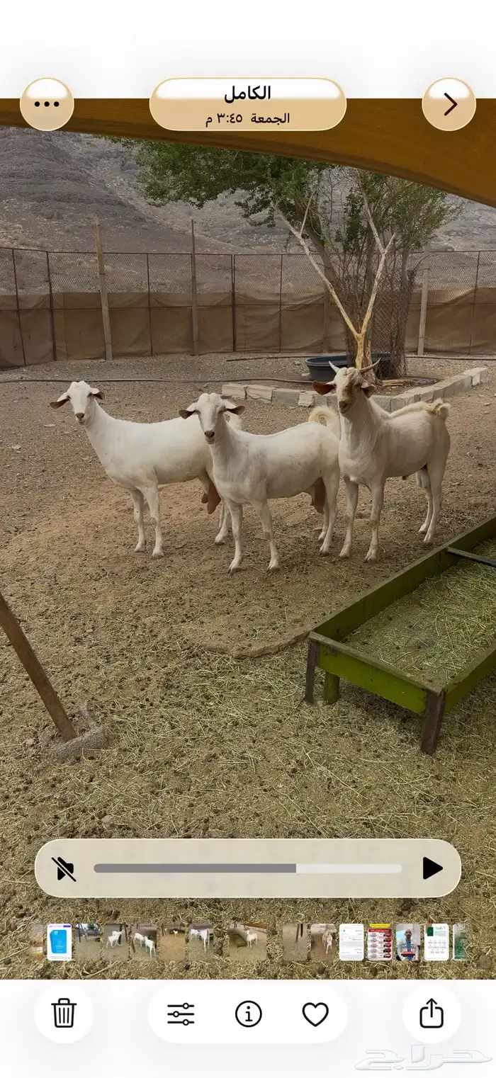 مشاريع فحول 10