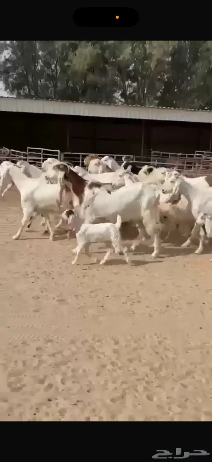 معزا هولنديات ومطورات 2