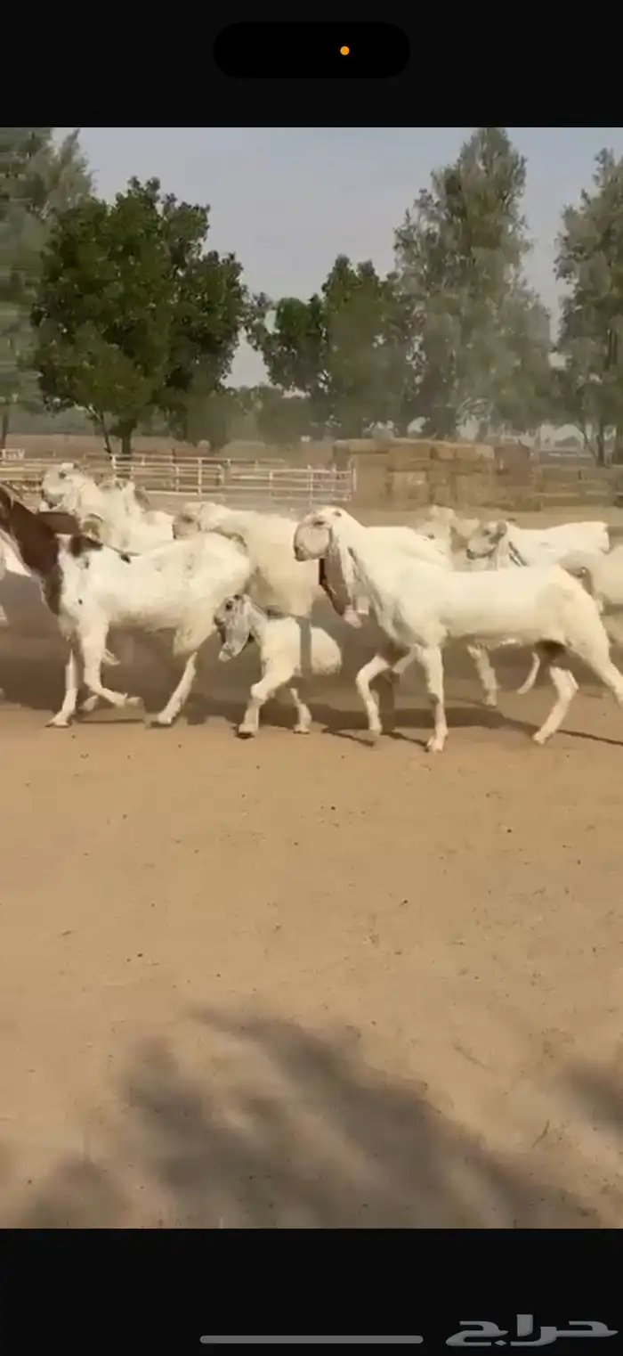 معزا هولنديات ومطورات 4