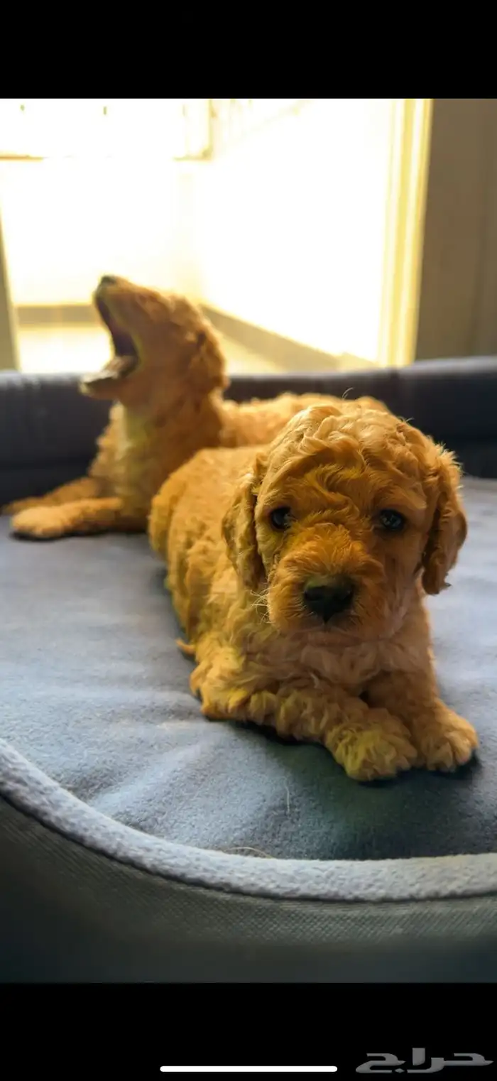 كلب بودل بيور مستويات 2