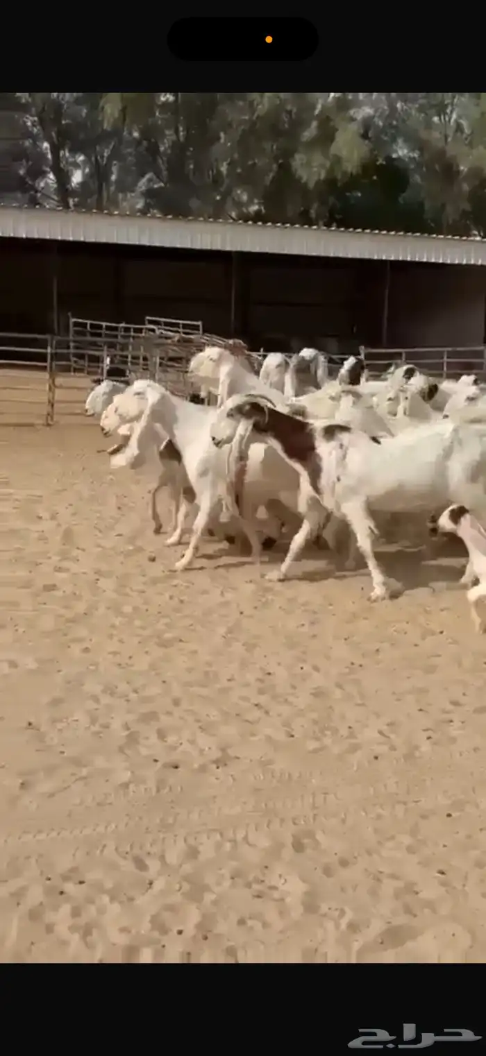 معزا هولنديات ومطورات 7