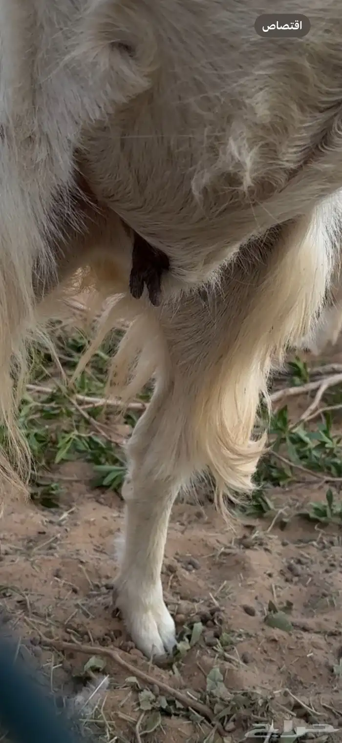 معزا مضاريع وتيس 3