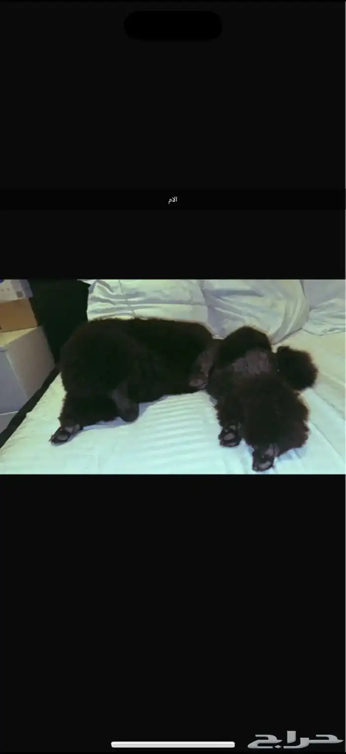 كلب بودل بيور مستويات 0