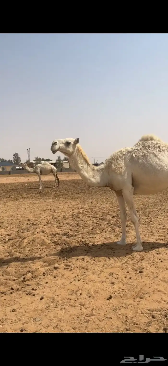 لقحه على الباتلي ولد حراق السوم 9000 0