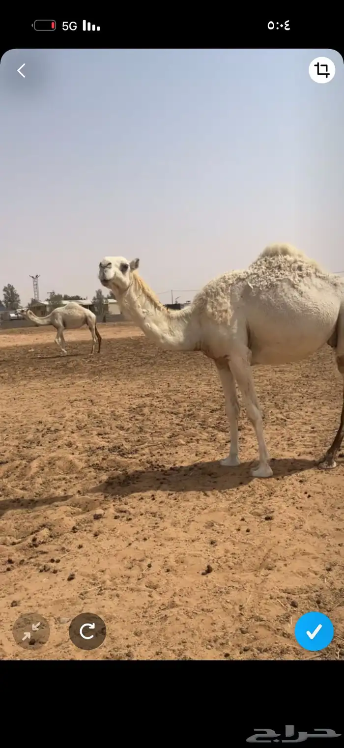 لقحه على الباتلي ولد حراق السوم 9000 1