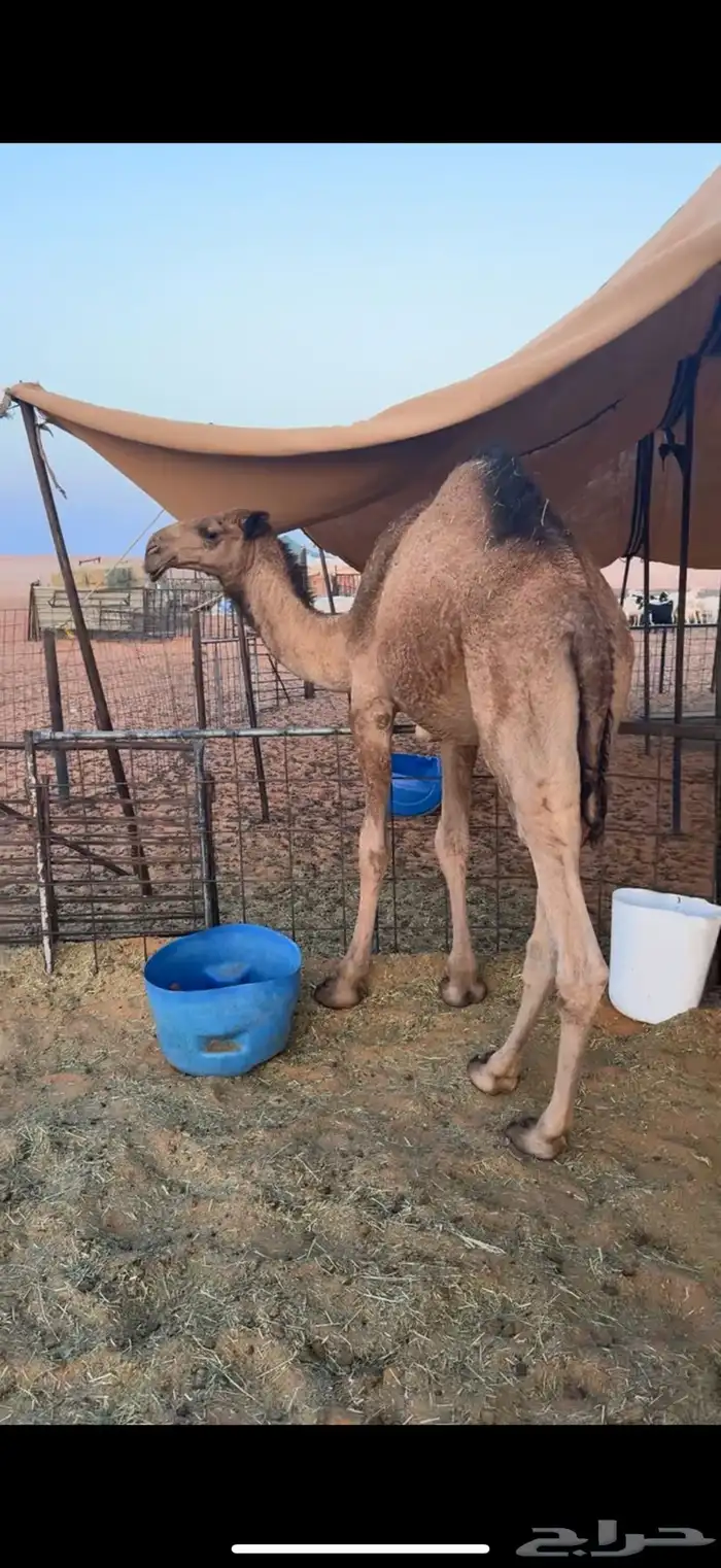 قعود مفرود للبيع 1