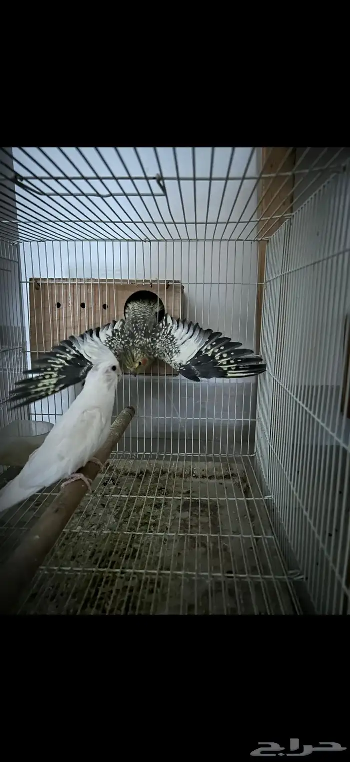 للبيع جوز كروان 2