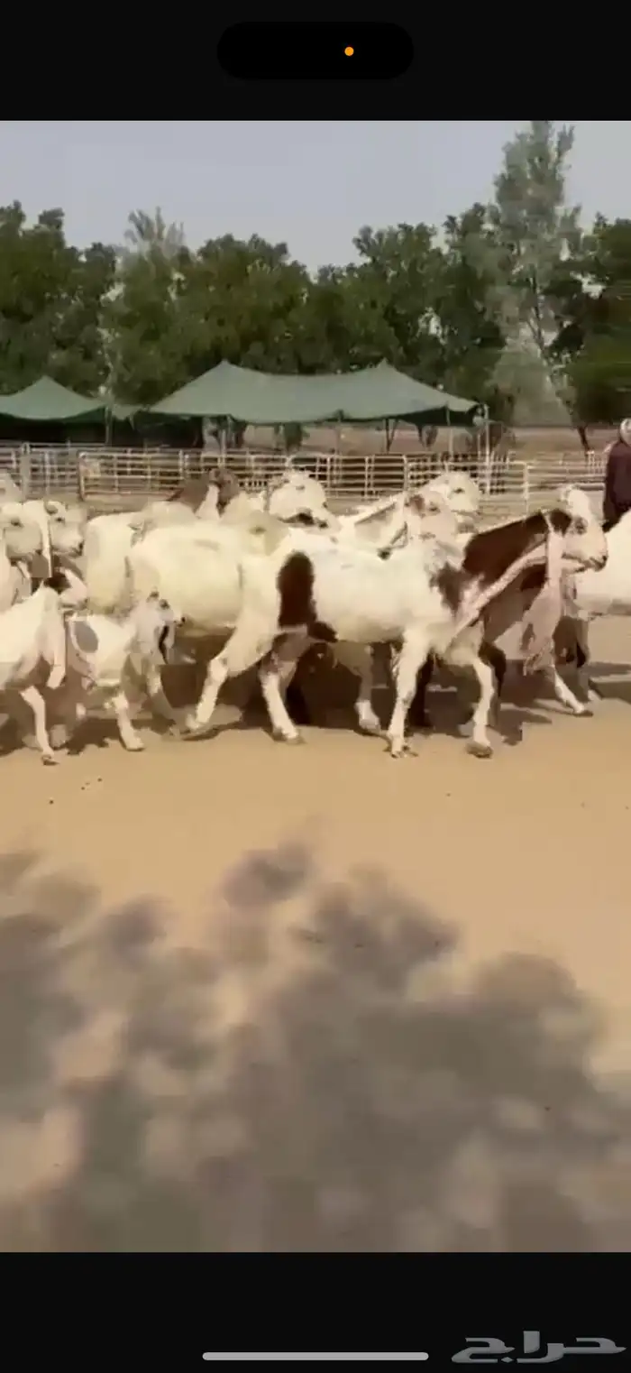 معزا هولنديات ومطورات 12