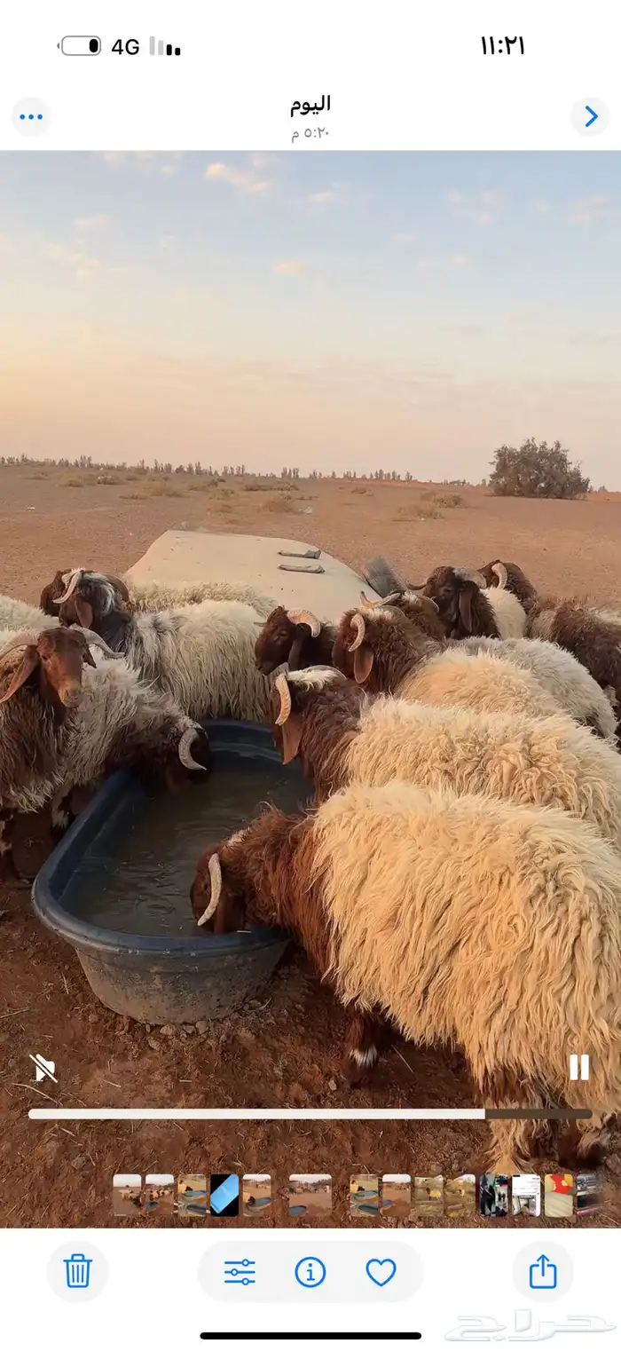 خرفان جذعان العمر 9شهور العدال فل الموقع طبرجل اللعد 25 0