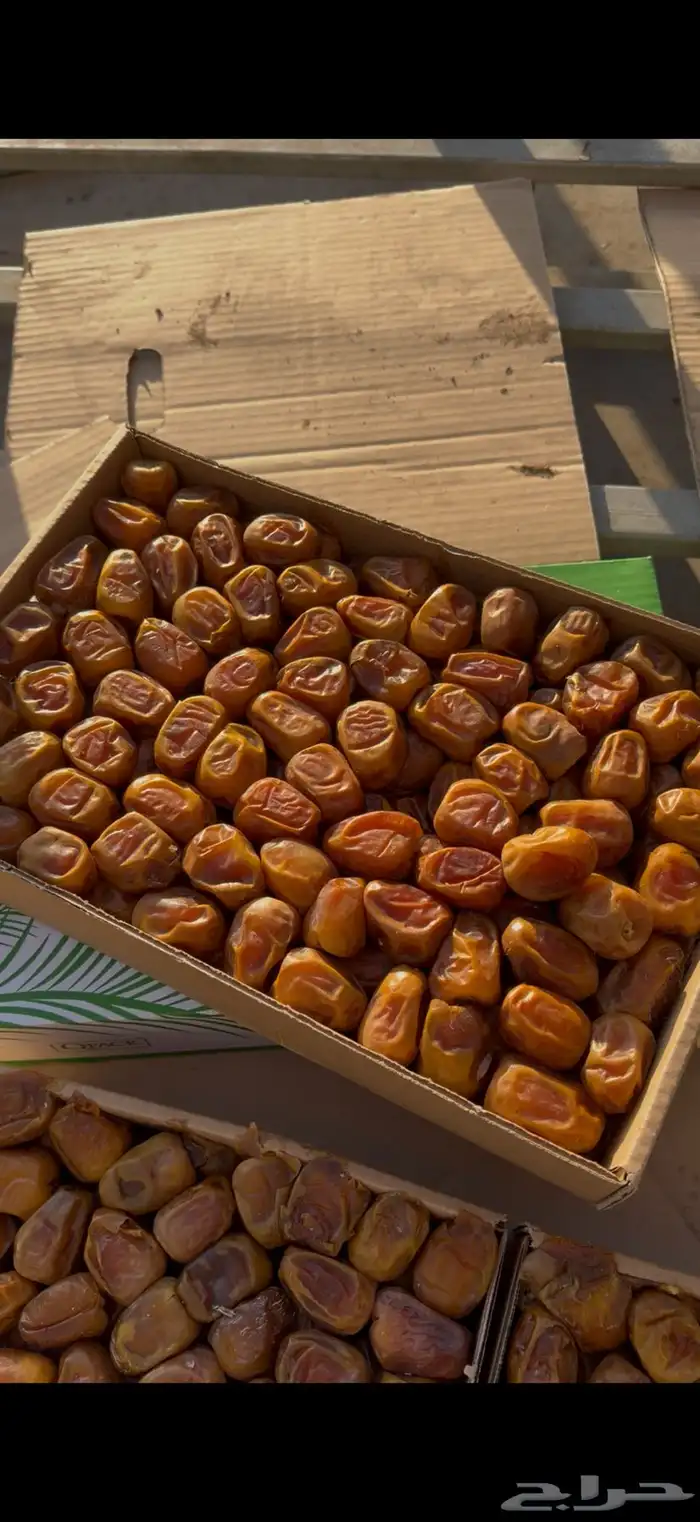 تمر سكري رطب فاخر رقم 1 1