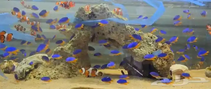 متوفر جميع انواع اسماك الزينة متوفر جميع مستلزماتها 15