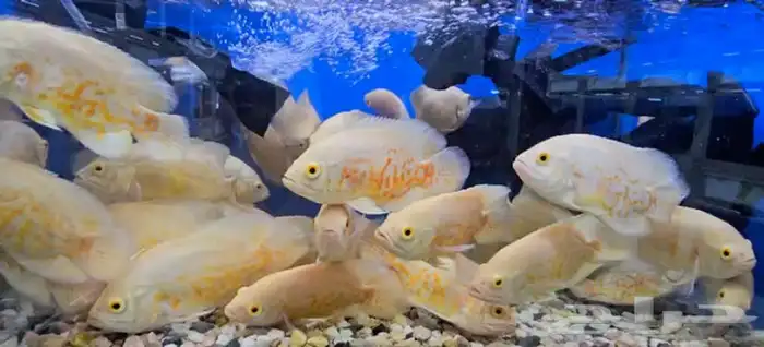 متوفر جميع انواع اسماك الزينة متوفر جميع مستلزماتها 10