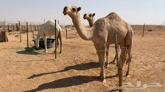 بكار شقح و وضح 0