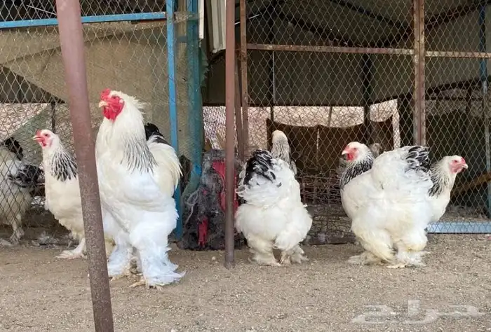 فروخ براهما كولومبي لايت سلالة اصيلة 6