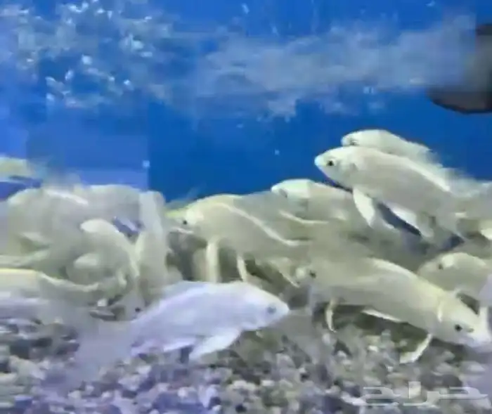 متوفر جميع انواع اسماك الزينة متوفر جميع مستلزماتها 17