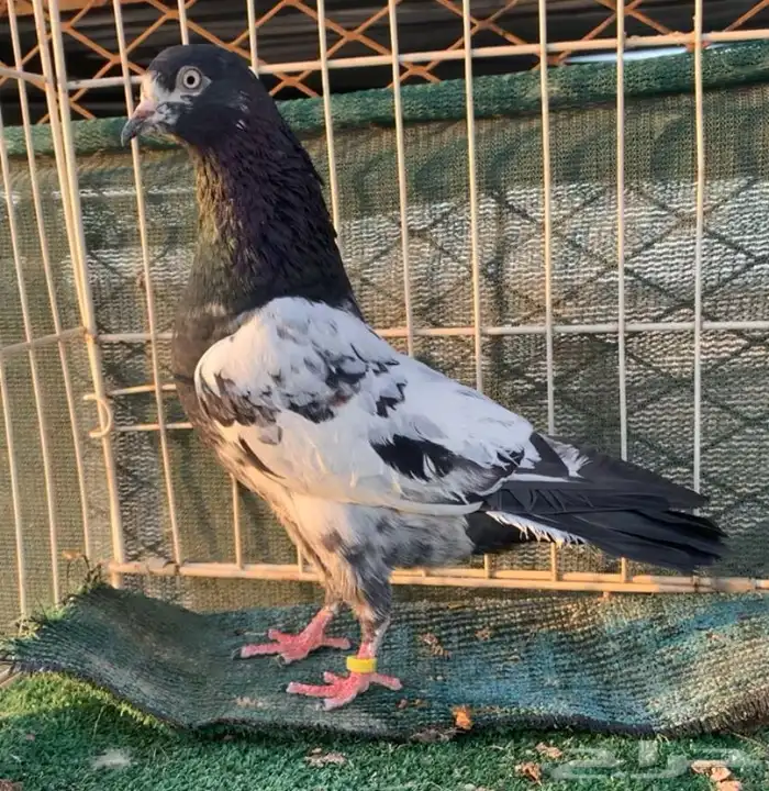 حمام بكستاني للبيع 0