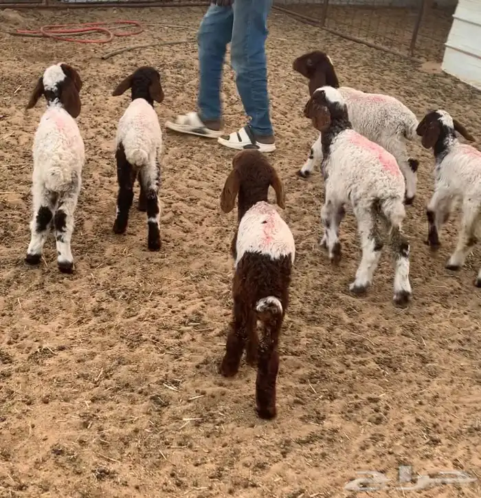 دواغير نعيم 0